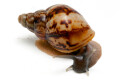 Lissachatina reticulata juvenil